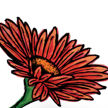 gerber daisy portfolio illustration